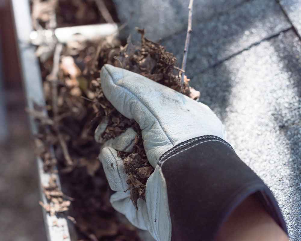 A gloved hand removes leaves and debris from a house gutter next to a shingled roof. A gloved hand removes leaves and debris from a house gutter next to a shingled roof.