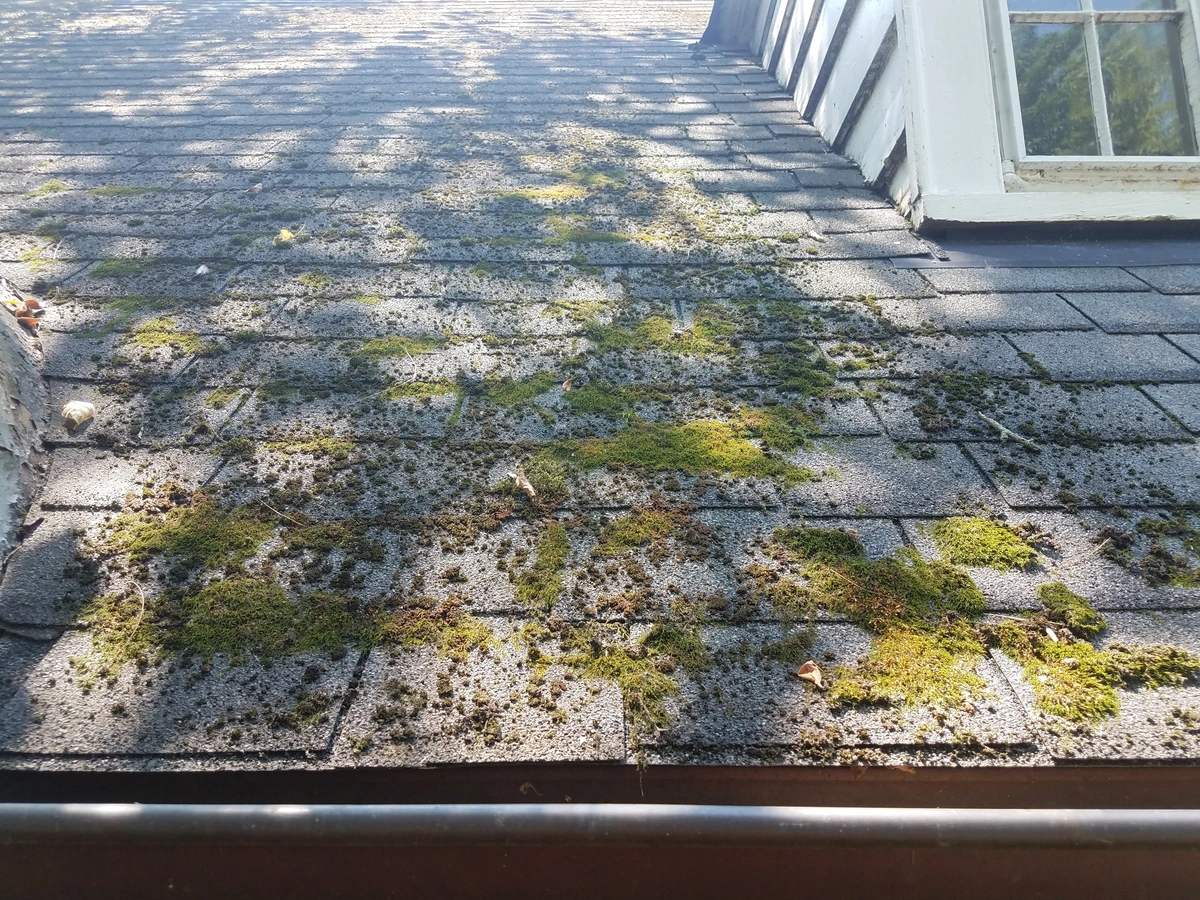 moss-roof