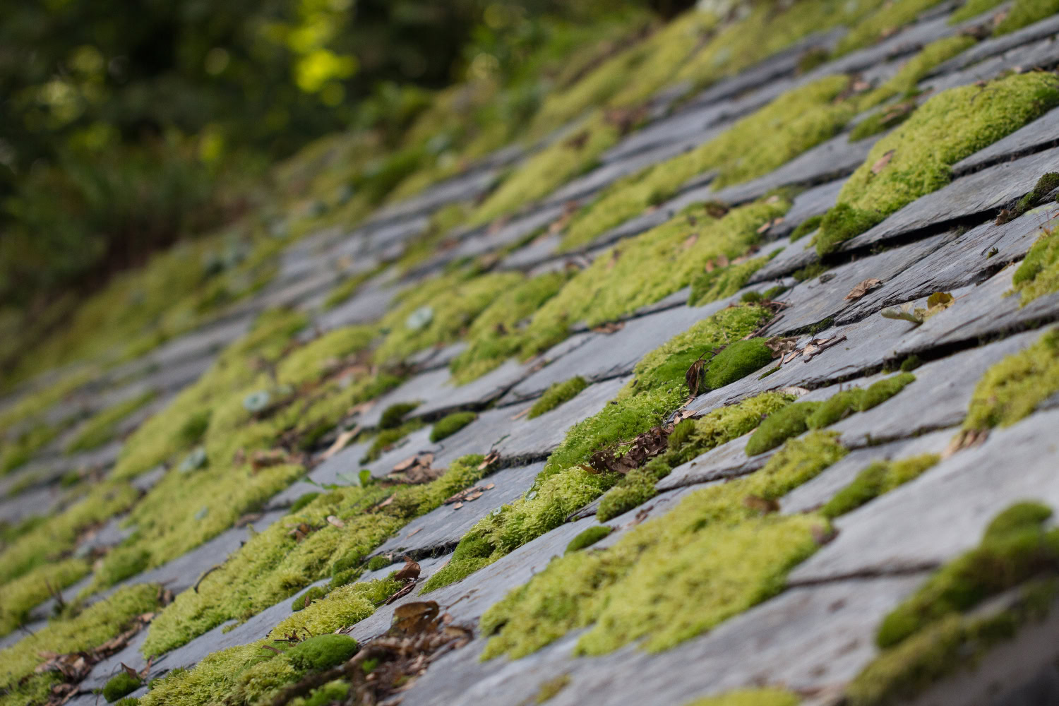 Close-up of a sloped roof with weathered gray tiles, partially covered with green moss and scattered leaves.